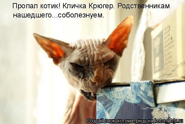 Смешные и забавные кошки Смешные и забавные кошки