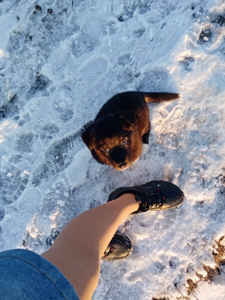 щенок на прогулке