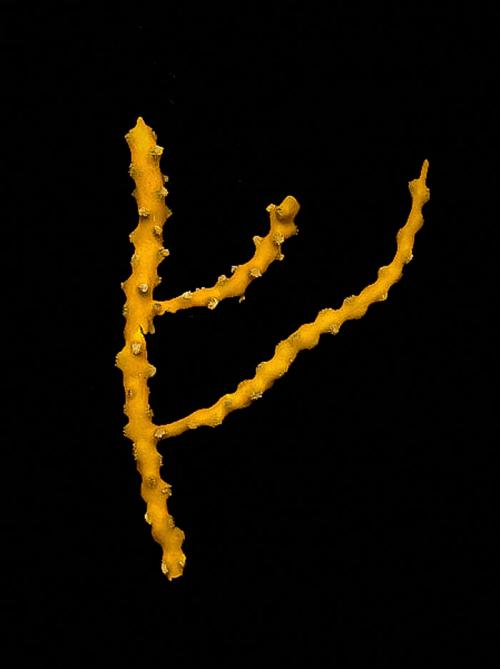 Новые животные 2019. Фотографии новых и необычных видов животных, открытых в 2019 году