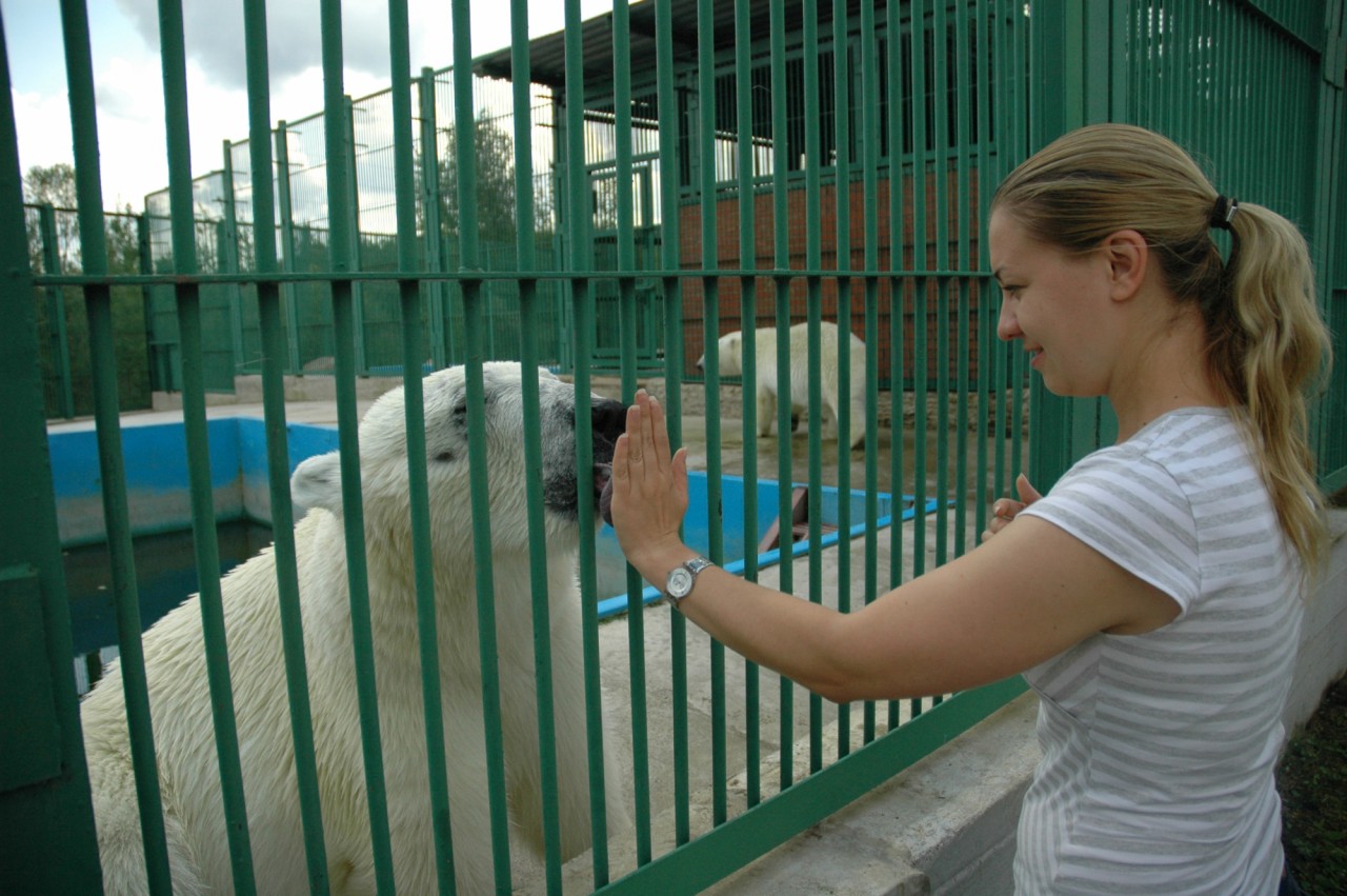 Спасение медвежонка wwf, белый медведь, детки, животные, звери, зверята, малыши, медведи, медвежонок, мимими