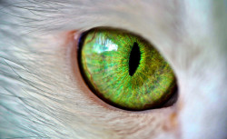 Загадочные кошачьи глаза издавна манят своим мистицизмом. В древние времена по их зрачкам определяли время.