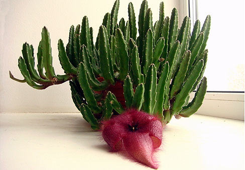Стапелия (Stapelia) Стапелия (Stapelia)
