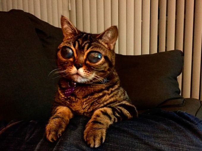 фото кошка инопланетянка из Британии