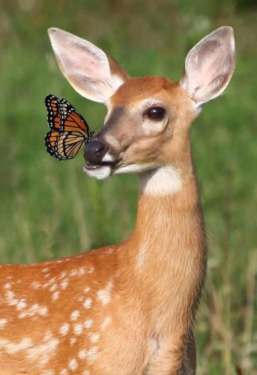 deerwbutterfly__880.png