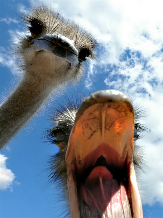 27 (4) (523x700, 230Kb)