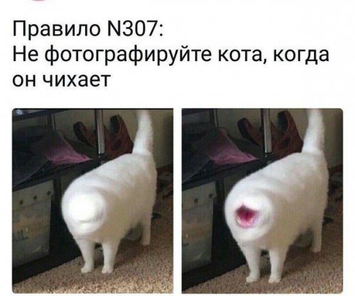 Приколы в фотомемах