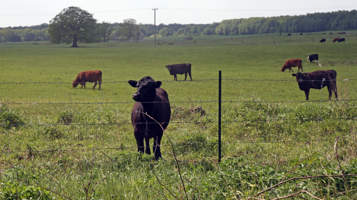 Начать свое дело и не прогореть: как в Крыму пытаются стать успешными фермерами Общество
