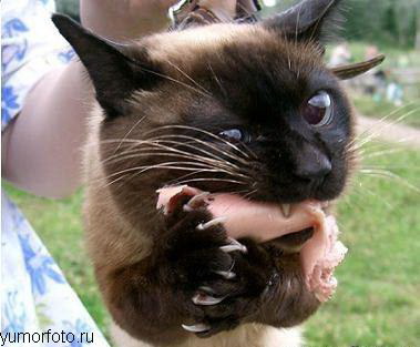 ЖИЗНЬ ЖИВОТНЫХ  Сначала, милота, настроения             , жизненные, ситуации                                                               