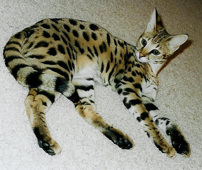 savannah-cat