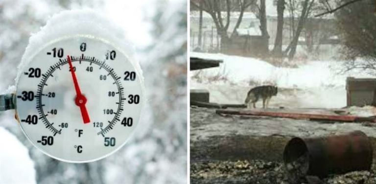 Пес сидел на цепи на улице более 10 лет, и только случайность изменила его жизнь