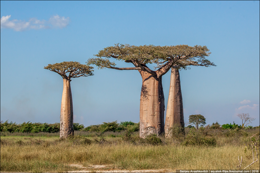 Avenue of the Baobab / Аллея Баобабов