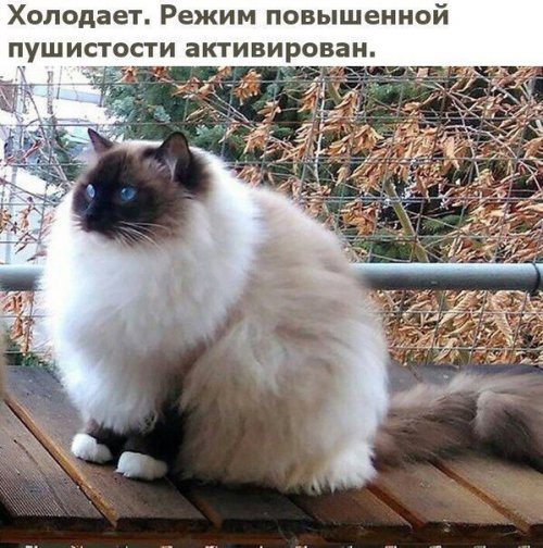Приколы в фотомемах