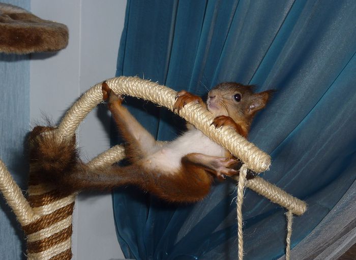 Животные, белка, позитив