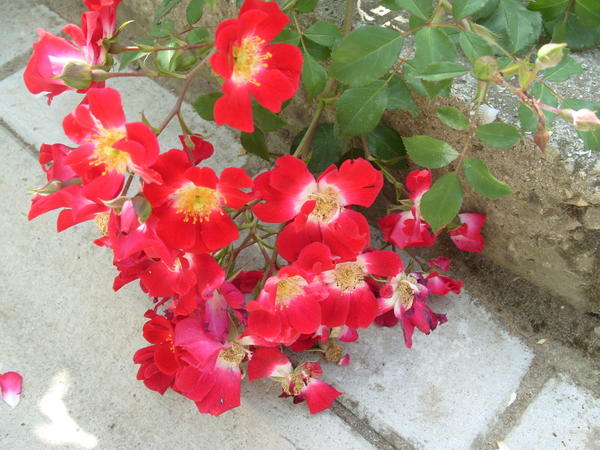 Почвопокровная роза сорт Rouge Meillandecor