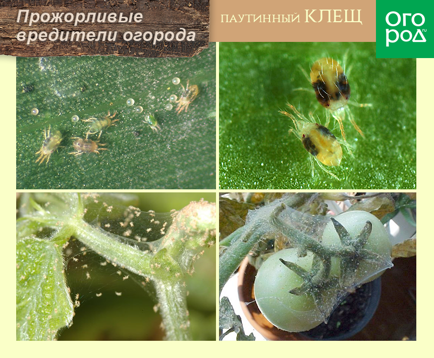 Паутинный клещ