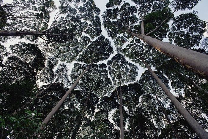 Crown Shyness Trees