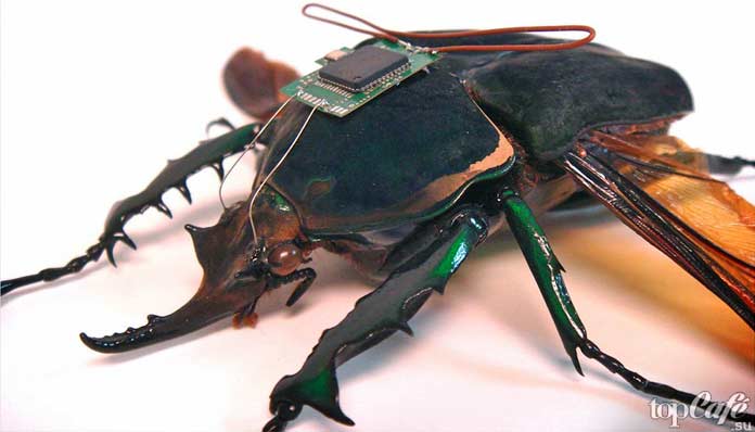 Почему важны насекомые: Насекомые в науке