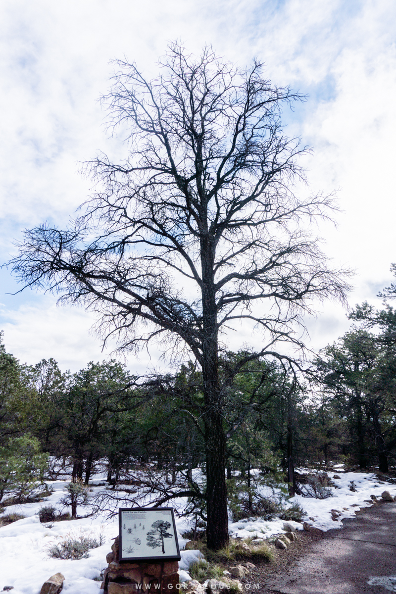 Tusayan Museum and Ruins-20.jpg