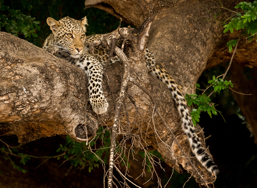 Дикая природа африки саванна. Дикая африка мир дикой природы. Дикая африка мир дикой природы. Серенгети танзания. Дикая природа африки саванна.