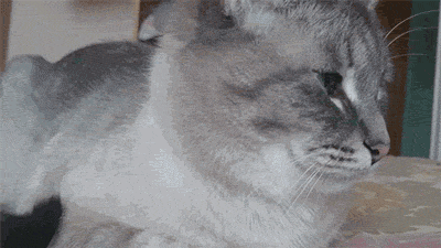 Подборка ржачных и забавных гифок со смыслом 