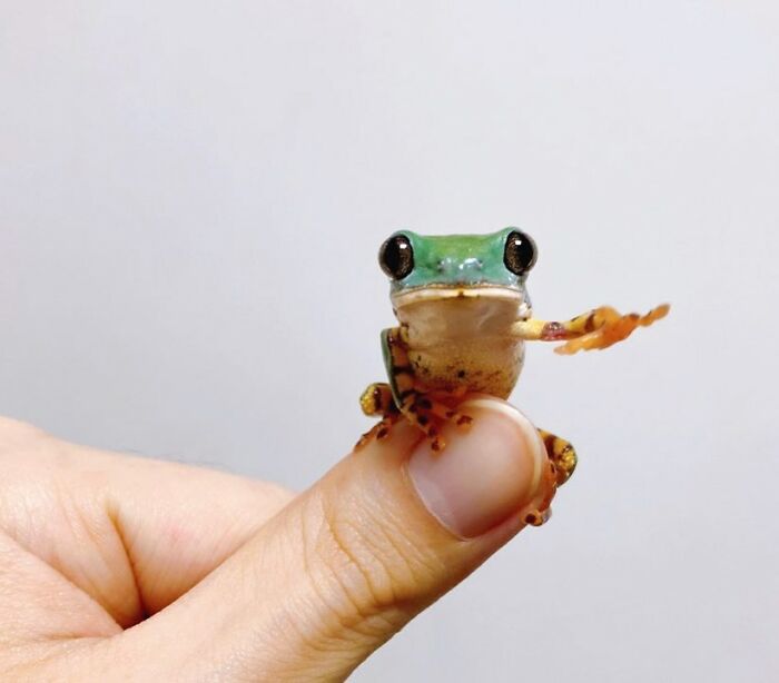 14 самых милых фото очень маленьких животных, которые помещаются на пальцах животные,позитив,природа