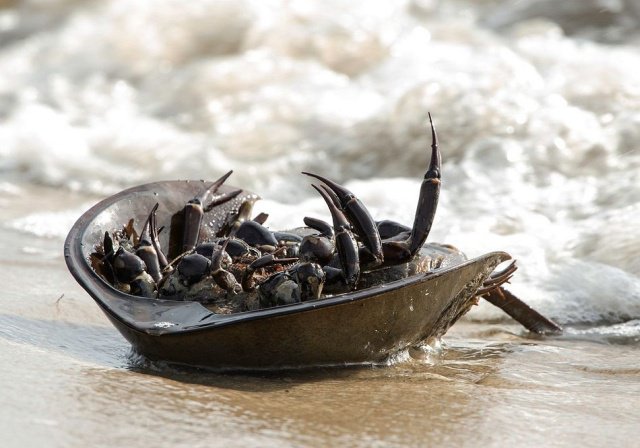 Фотоподборка среды 