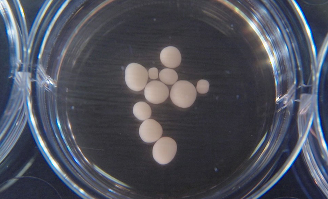 Ученые работали над созданием искусственного мозга и заметили, что он вырастил глаза и различает свет Культура