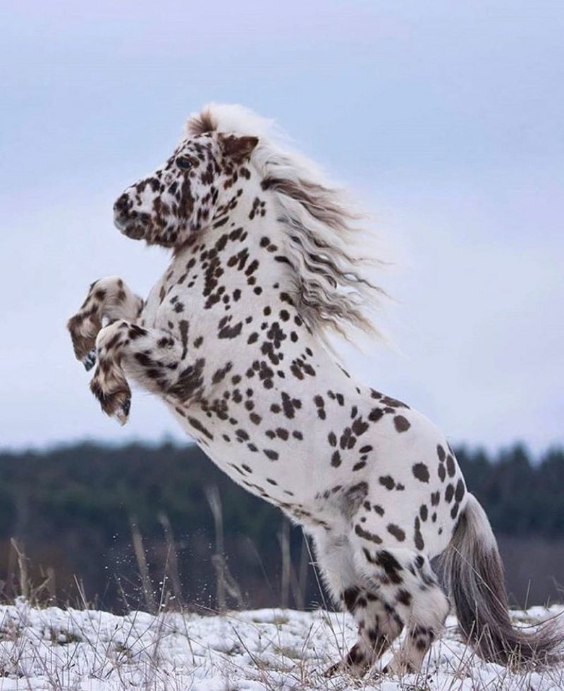 15 впечатляюще красивых фото лошадей, вызывающих неподдельный восторг