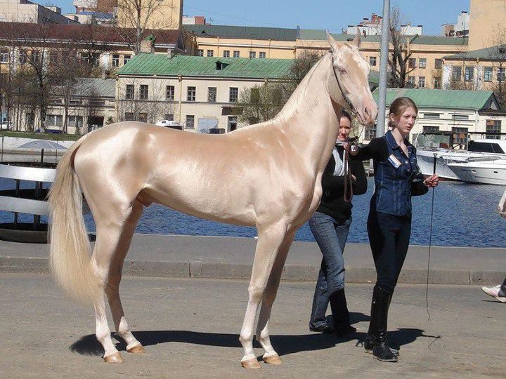 Ахалтекинская лошадь животные, лошадь
