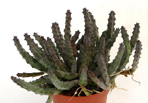 Стапелия (Stapelia) Стапелия (Stapelia)