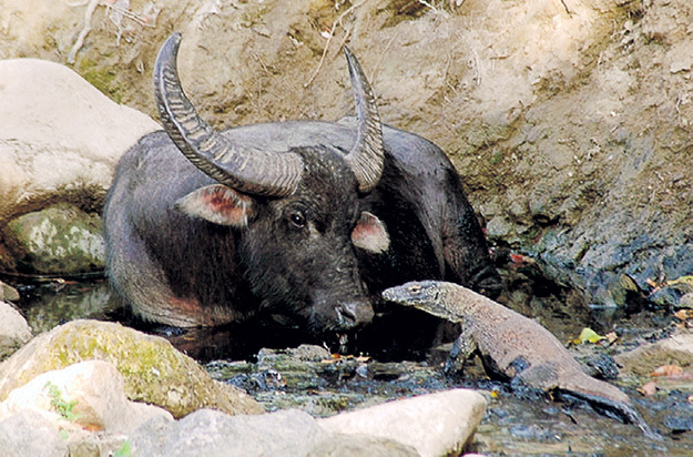 После укуса ядовитого хищника часы жизни даже такого гиганта, как буйвол, сочтены