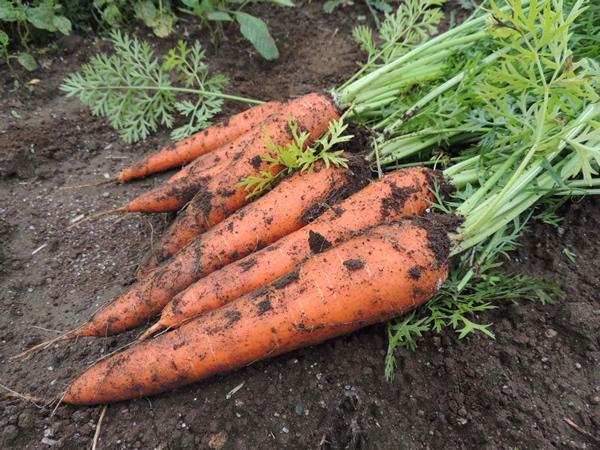 Картинки по запросу root vegetable