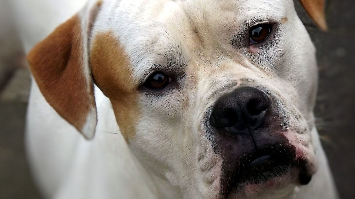 МВД сократило перечень опасных пород собак до 13 пунктов