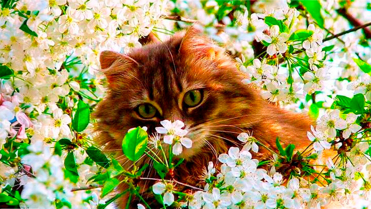 Черёмуховые коты