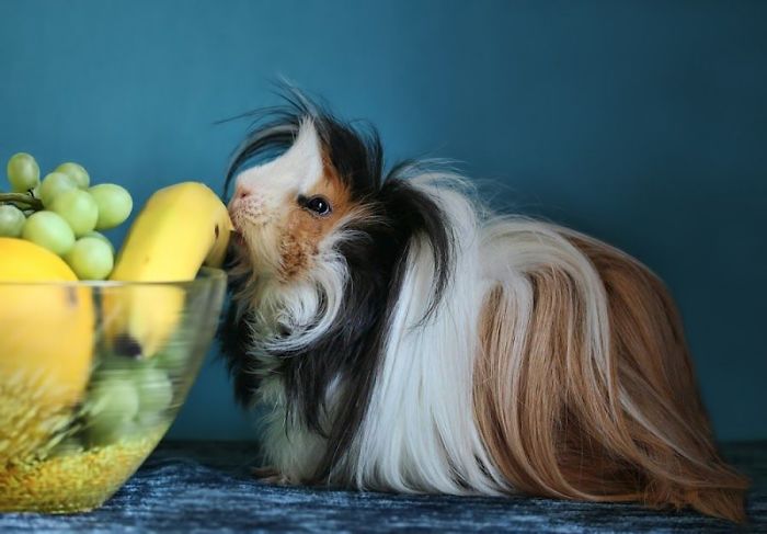 Long-haired-guinea-pigs