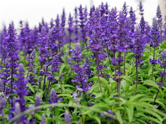 Shot Of A Perennial..., Blue Salvia (Salvia Superba 'May Nig…