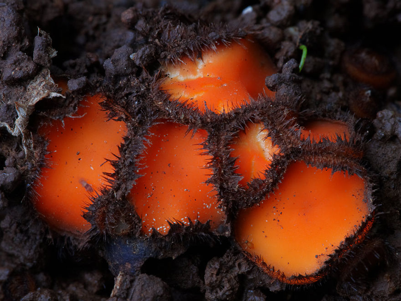 20. Scutellinia scutellata Скутеллиния щитовидная. грибы, интересное, фото