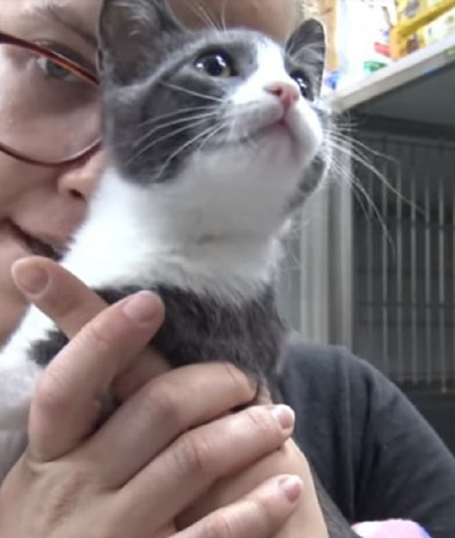 Котенок в руках