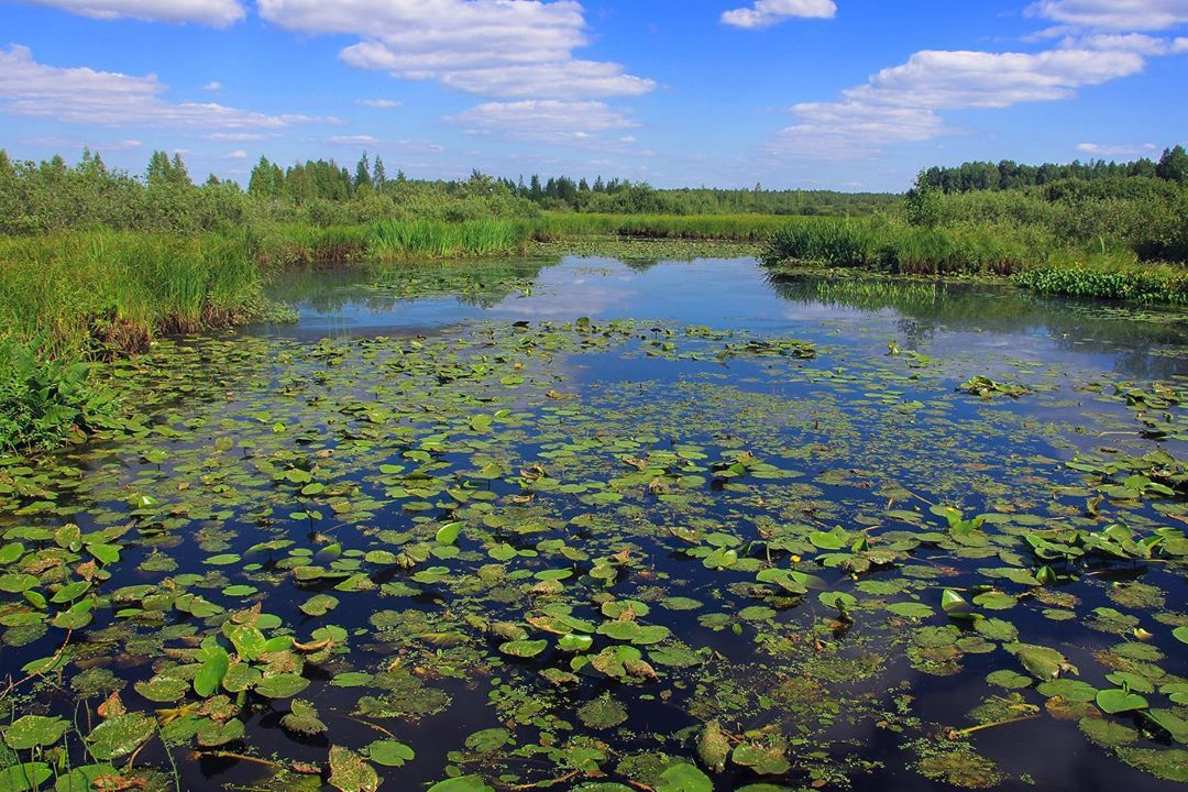 Российские болота