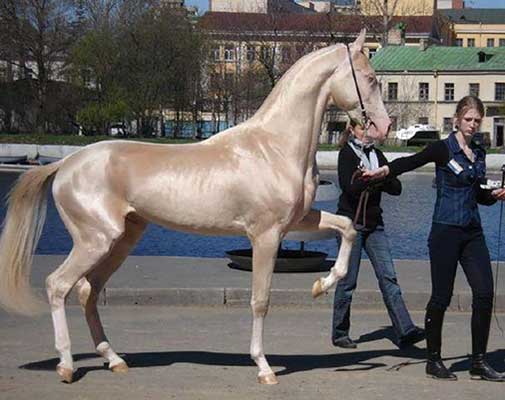 most-beautiful-horse-3