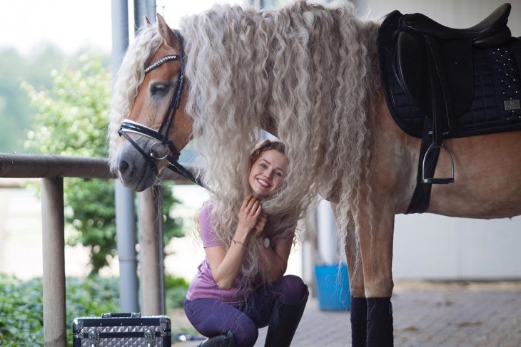 Шторм — сказочная лошадь Хафлингера Шторм — сказочная лошадь Хафлингера животные,природа