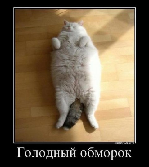 ЖИЗНЬ ЖИВОТНЫХ  Сначала, милота, настроения             , жизненные, ситуации                                                               
