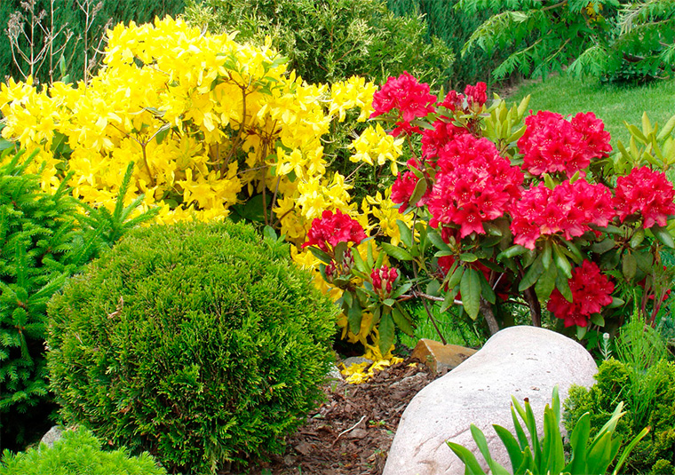 Клумба С Рододендронами фото 17