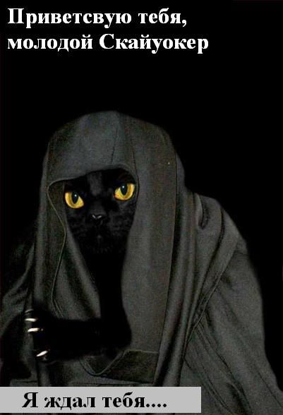 Зверьё моё... веселые картинки,животные,позитив,Смешные животные