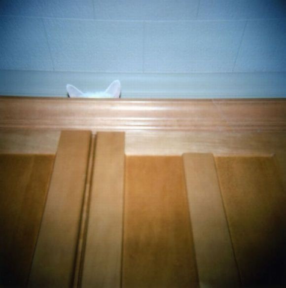 Непревзойденные мастера скрытности! Скрытность, кошки, подборка, прикол, юмор