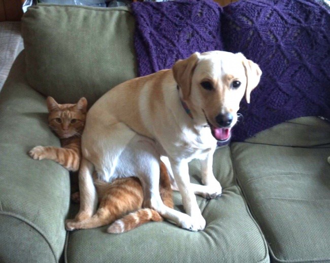 когда собаки ведут себя как люди 