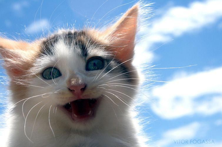 "Я в небесах" кошки, палки, ёлки