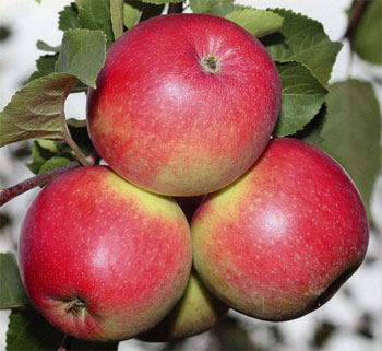 Полезные и опасные свойства яблок