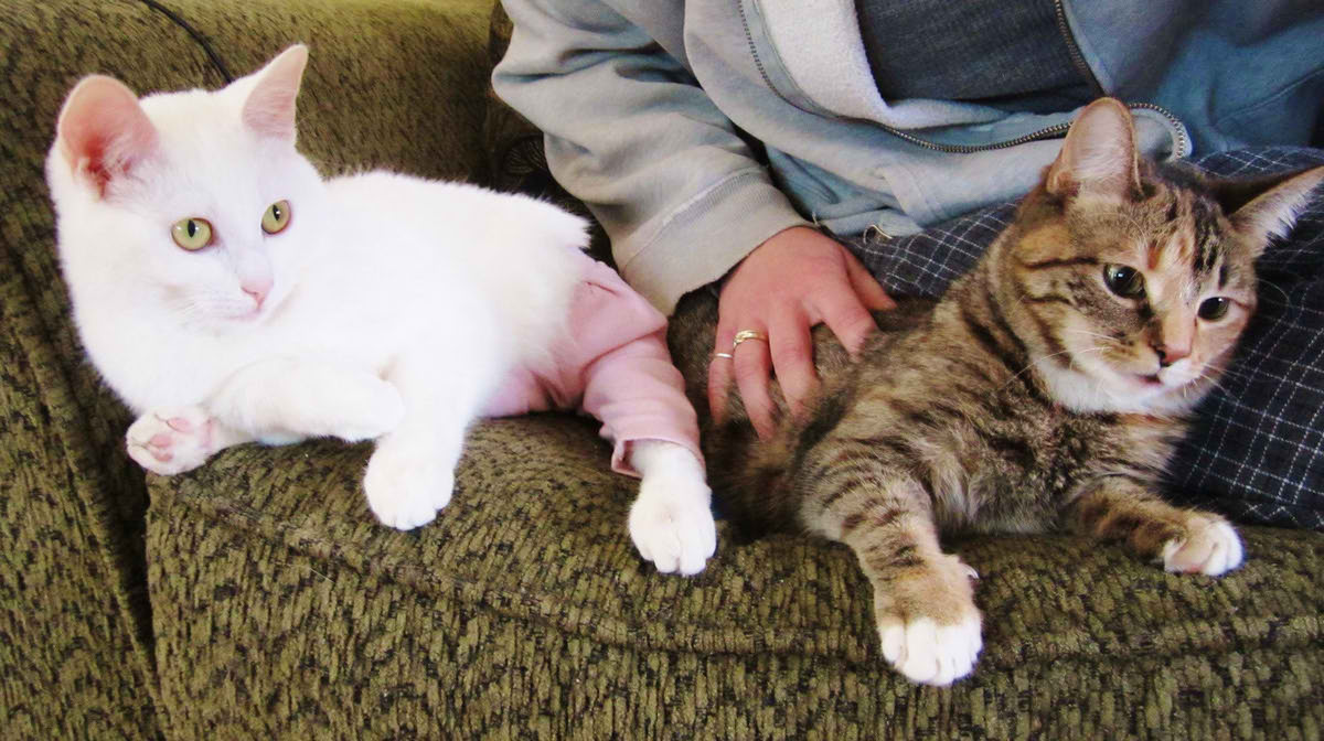 Самый большой приют для кошек и собак