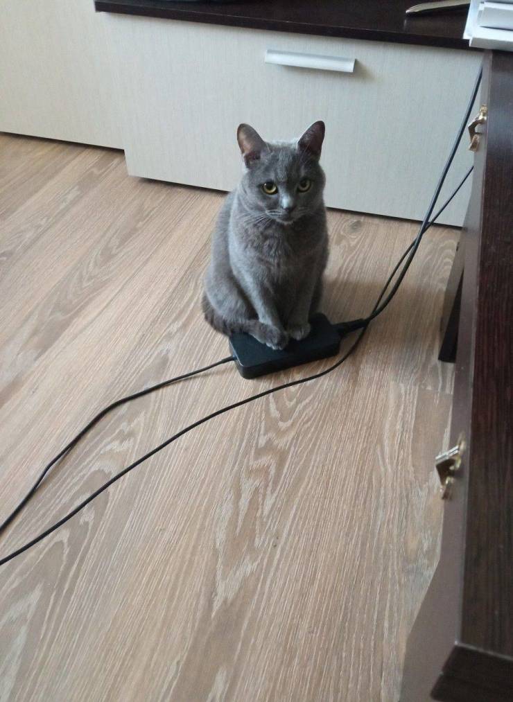 Подборка прикольных картинок Подборка прикольных картинок приколы,смешные картинки,юмор